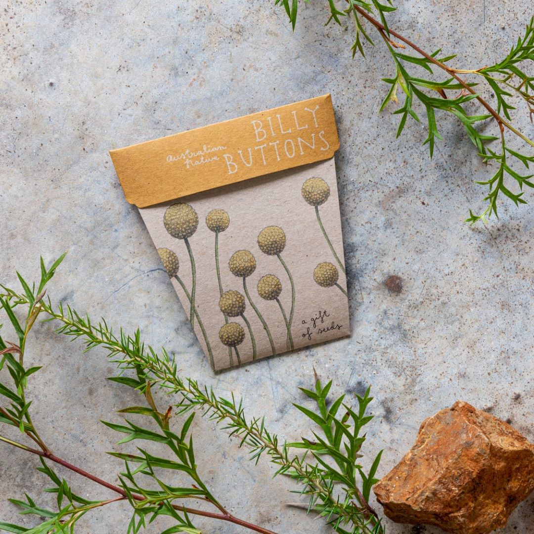 Gift of Seeds - Billy Buttons