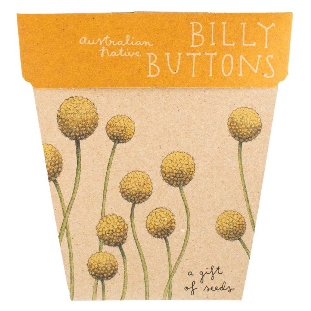 Gift of Seeds - Billy Buttons